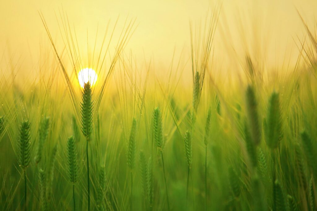 Green wheat field illuminated by the soft glow of sunrise, capturing natural beauty and tranquility.