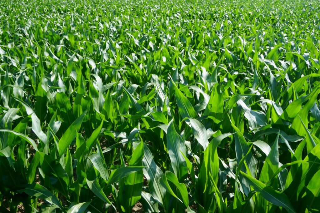 Expansive cornfield with vibrant green leaves in rural Gent, Belgium.