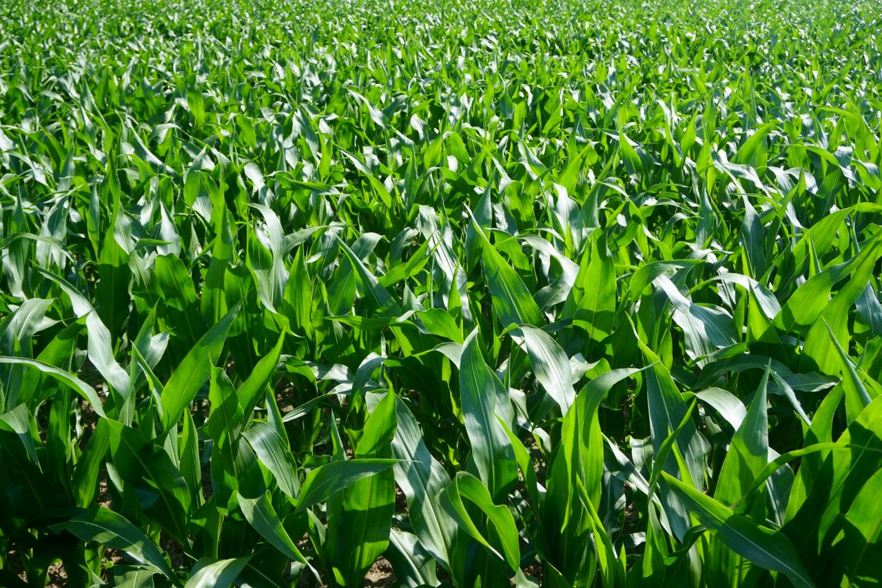 Expansive cornfield with vibrant green leaves in rural Gent, Belgium.